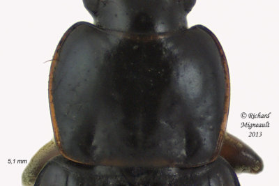 Ground beetle - Bradycellus nigrinus3 2 m13