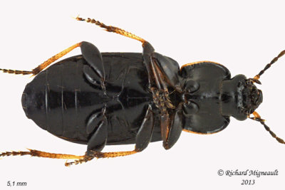 Ground beetle - Bradycellus nigrinus3 3 m13