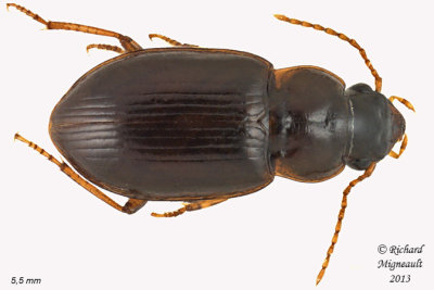 Ground Beetle - Pseudamara arenaria 1 m13
