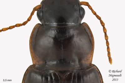 Ground beetle - Pseudamara arenaria sp 2 m13