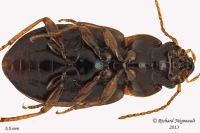 Ground beetle - Pseudamara arenaria sp 3 m13
