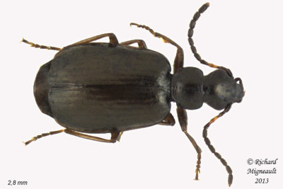 Ground beetle - Lebia pumila 1 m13
