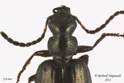 Ground beetle - Lebia pumila 2 m13