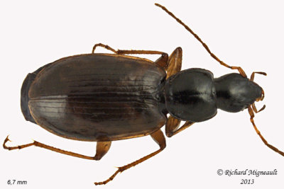 Ground beetle - Agonum sp2 1 m13