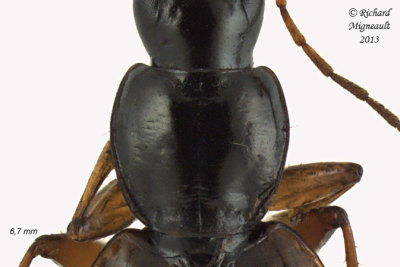 Ground beetle - Agonum sp2 2 m13