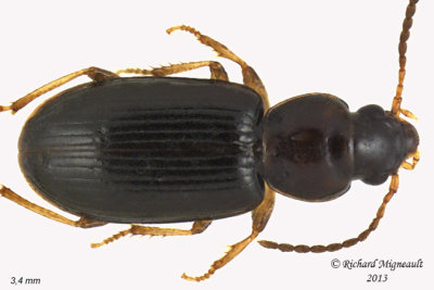 Ground beetle - Bradycellus sp1 1 m13