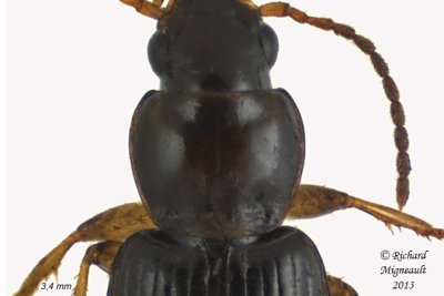 Ground beetle - Bradycellus sp1 2 m13
