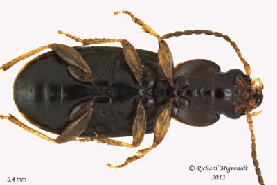 Ground beetle - Bradycellus sp1 3 m13