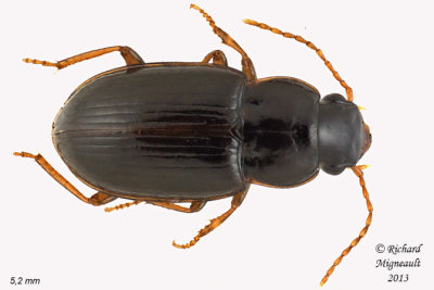 Ground beetle - Pseudamara arenaria sp  1 m13