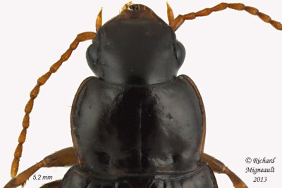 Ground beetle - Pseudamara arenaria sp  2 m13
