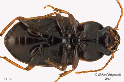 Ground beetle - Pseudamara arenaria sp  3 m13