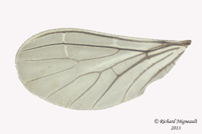 Dustywing - genus Coniopteryx 3 m13 29mm 615 B99f.jpg