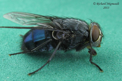 Blow Fly - Calliphora vomitoria 1 m13 12,3mm