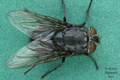 Blow Fly - Calliphora vomitoria 2 m13 12,3mm