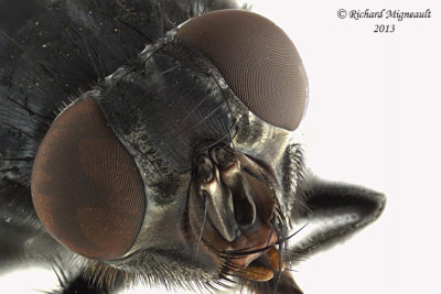 Blow Fly - Calliphora vomitoria 3 m13 12,3mm