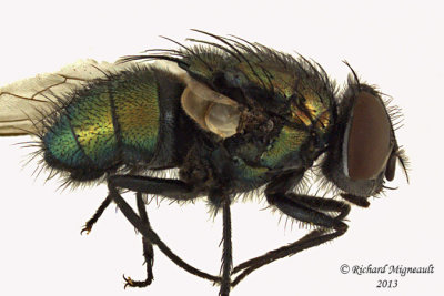 Blow Fly - Lucilia sp1 1 m13 7,3mm
