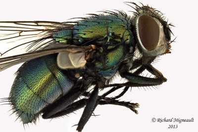 Blow Fly - Lucilia sericata female 1 m13 9,3mm