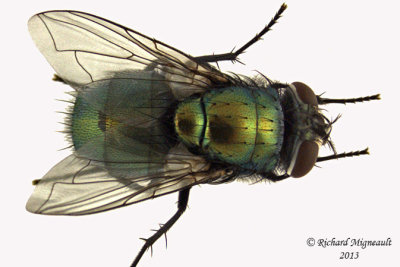Blow Fly - Lucilia sericata female 2 m13 9,3mm
