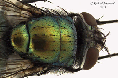 Blow Fly - Lucilia sericata female 3 m13 9,3mm