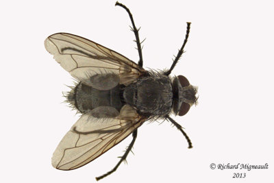 Polleniidae - Pollenia pediculata 1 m13 8,1mm