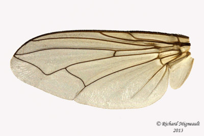 Blow Fly - Pollenia pediculata 3 m13 8,1mm