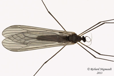 Winter Crane Fly - Trichocera 1 m13 6,6mm