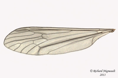 Winter Crane Fly - Trichocera 3 m13 6,6mm 