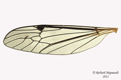 Large Crane Fly - Ctenophora dorsalis 3 m13 17,4mm