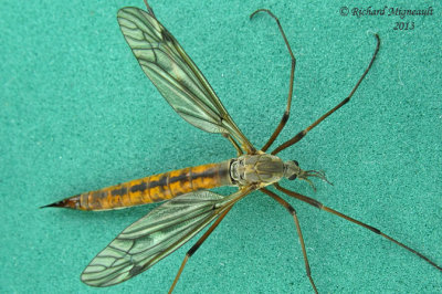Large Crane Fly - Tipula dorsimacula 1 m13 22mm