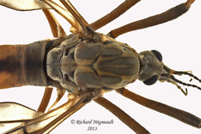 Large Crane Fly - Tipula dorsimacula 2 m13 22mm