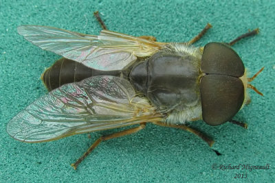 Horse Fly - Atylotus 1 m13 13,1mm 
