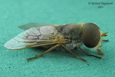 Horse Fly - Atylotus 2 m13 13,1mm