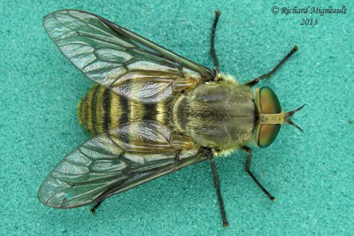 Horse Fly - Stonemyia tranquilla 1 m13 13,5mm