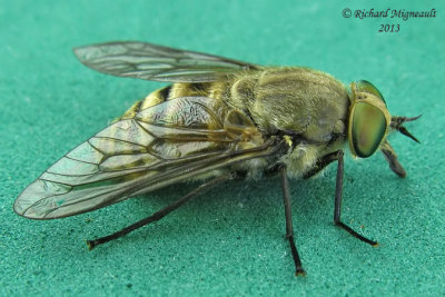 Horse Fly - Stonemyia tranquilla 2 m13 13,5mm