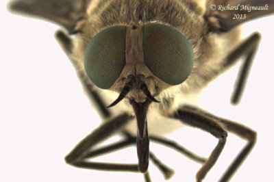 Horse Fly - Stonemyia tranquilla 3 m13 13,5mm