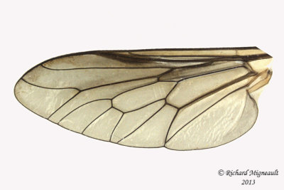Horse Fly - Stonemyia tranquilla 4 m13 13,5mm