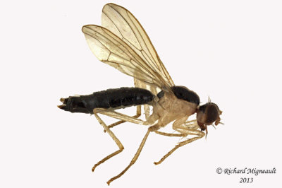 Dung Fly - Cordilura scapularis 1 m13  5,7mm 