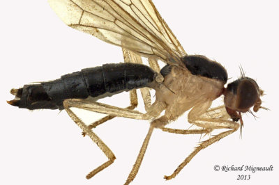 Dung Fly - Cordilura scapularis 2 m13  5,7mm 
