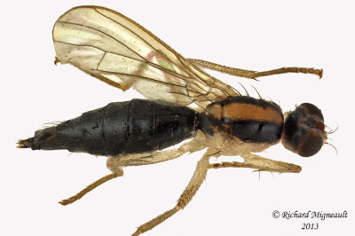 Dung Fly - Cordilura scapularis 3 m13  5,7mm 