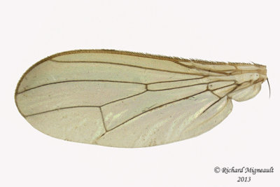 Dung Fly - Cordilura scapularis 4 m13  5,7mm 
