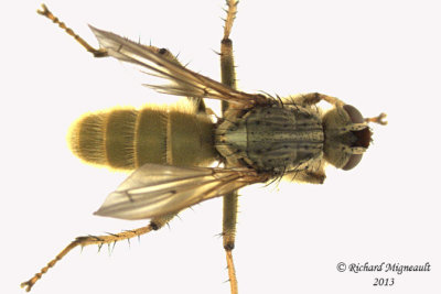Dung Fly - Scathophaga stercoraria 1 m13 10,7mm 