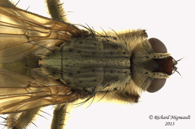 Dung Fly - Scathophaga stercoraria 2 m13 10,7mm