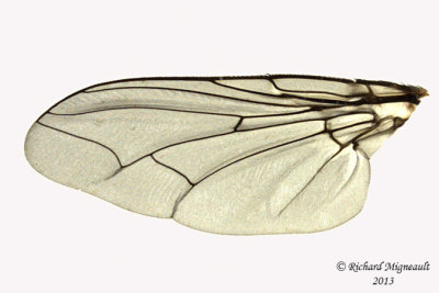 Flesh Fly - Sarcophaga sp1 2 m13 11,7mm