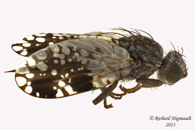Fruit fly - Tephritis pura 1 m13 6,1mm