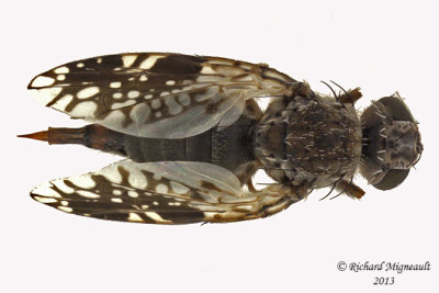 Fruit fly - Tephritis pura 2 m13 6,1mm