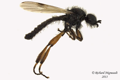 March fly - Bibio xanthopus 1 m13 64mm 