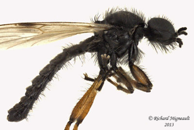 March fly - Bibio xanthopus  2 m13 6,4mm 