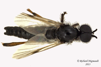 March fly - Bibio xanthopus 3 m13 6,4mm 