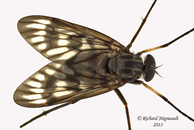 Snipe Fly - Rhagio mystaceus 3 m13 9,3mm