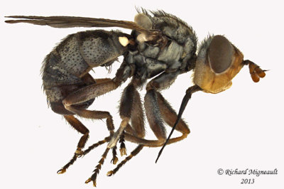 Thick-headed Fly - Zodion 1 m13 7,3mm 
